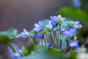 Liverwort, detail Liverwort, detail